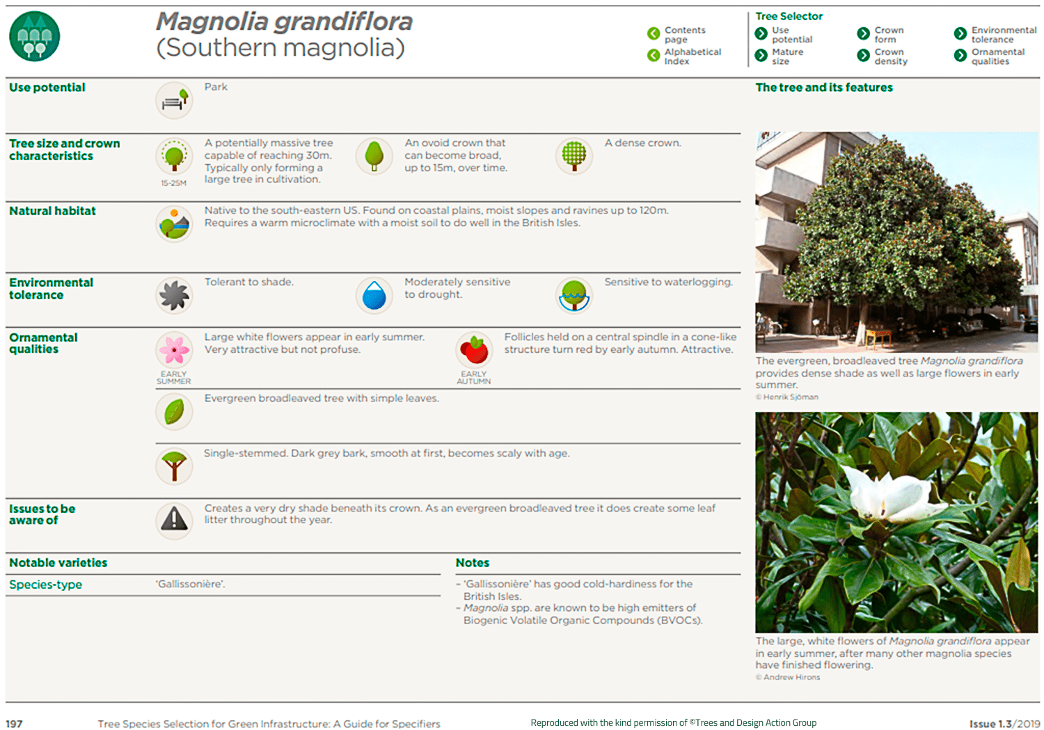 Southern magnolia (Magnolia grandiflora)