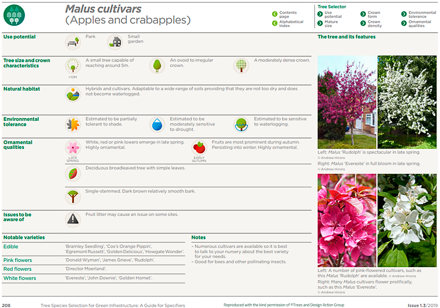 Apple (Malus cultivars)