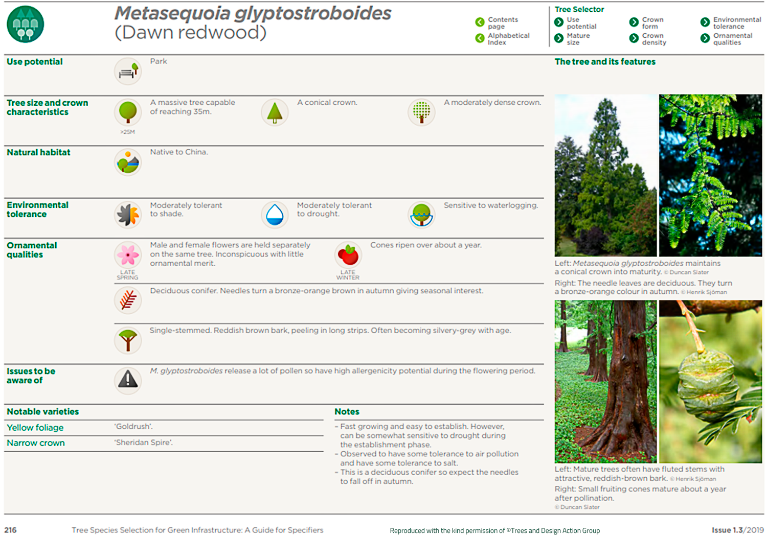 Dawn redwood (Metasequoia glyptostroboides)