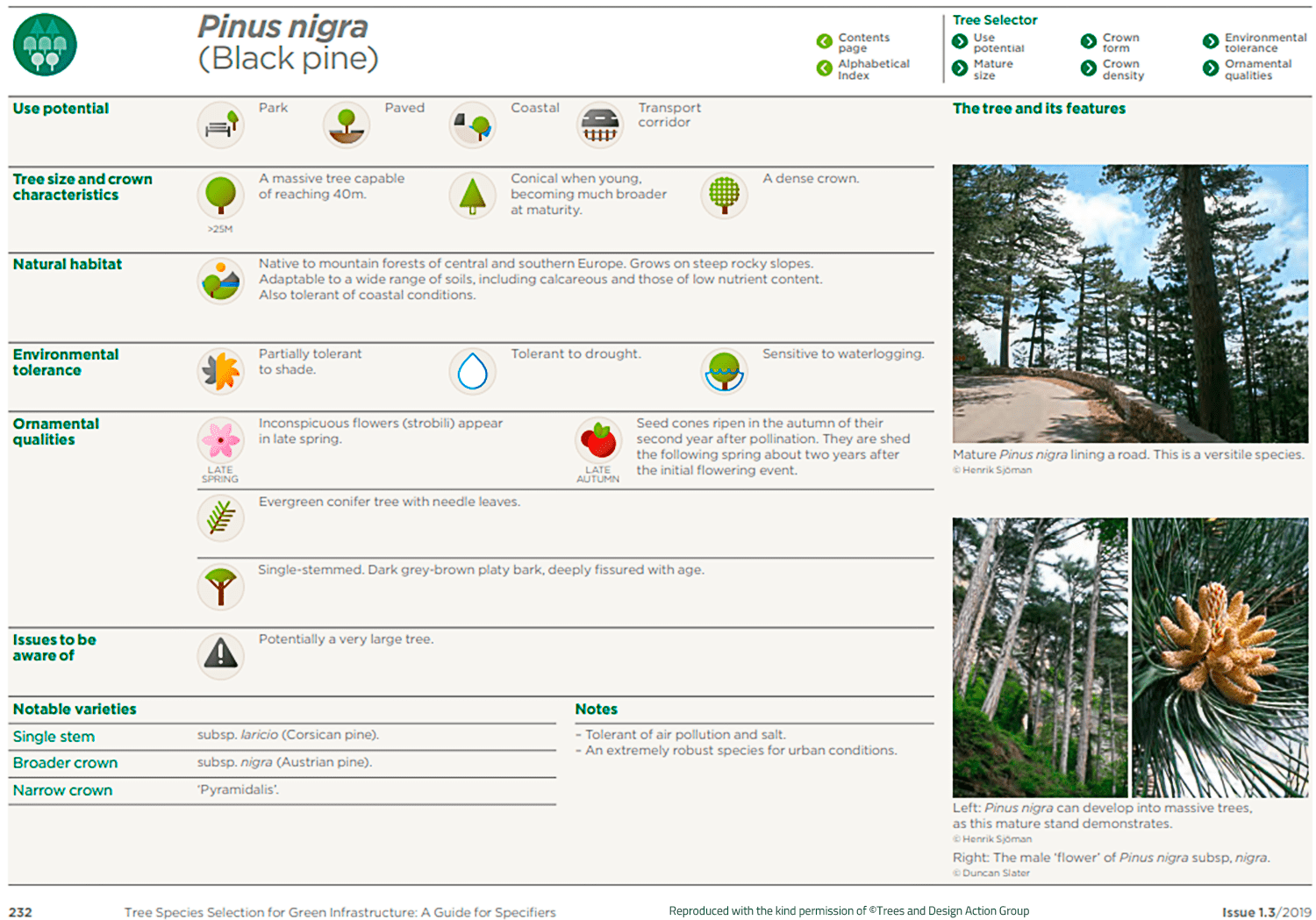 Black pine (Pinus nigra)