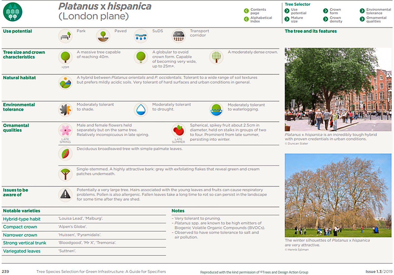 London plane (Platanus x hispanica)