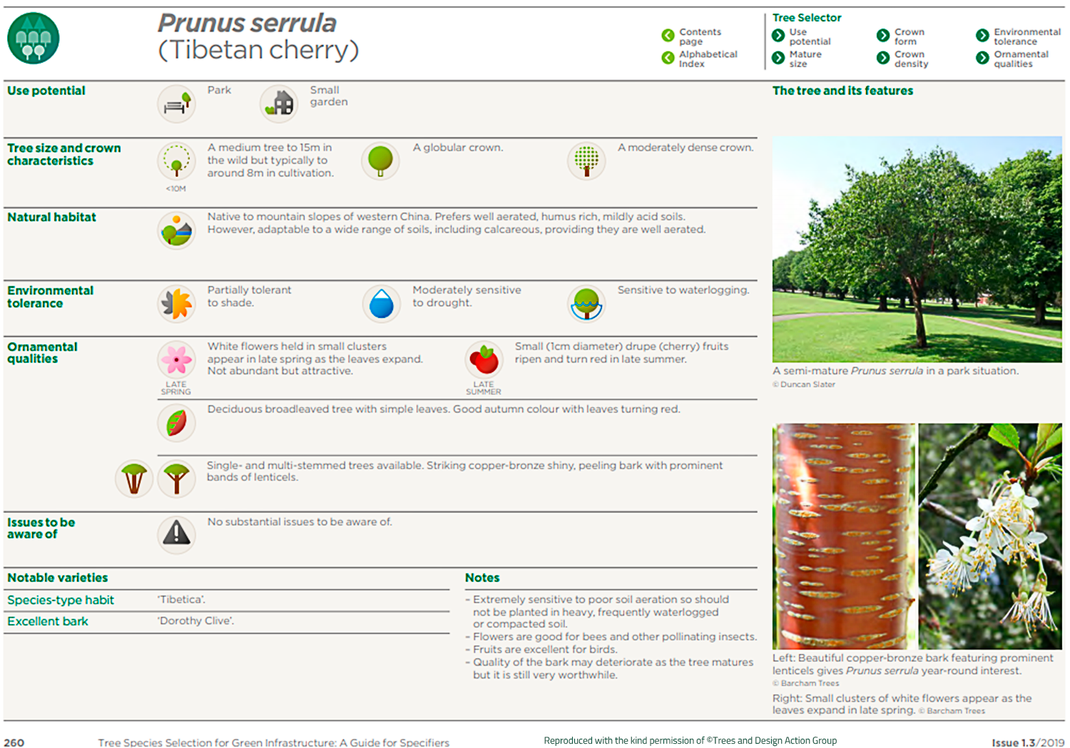 Tibetan cherry (Prunus serrula)