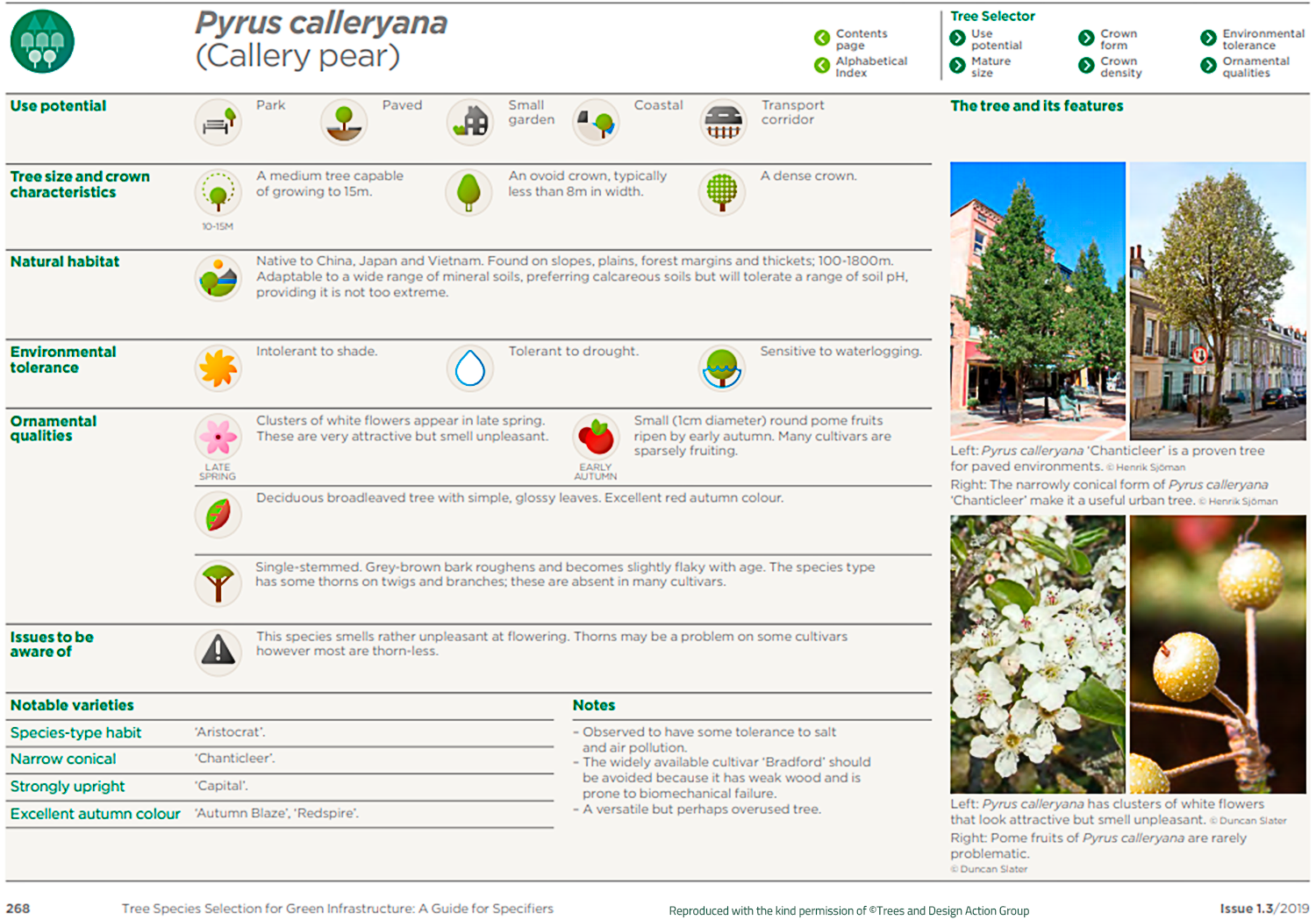 Callery pear (Pyrus calleryana)