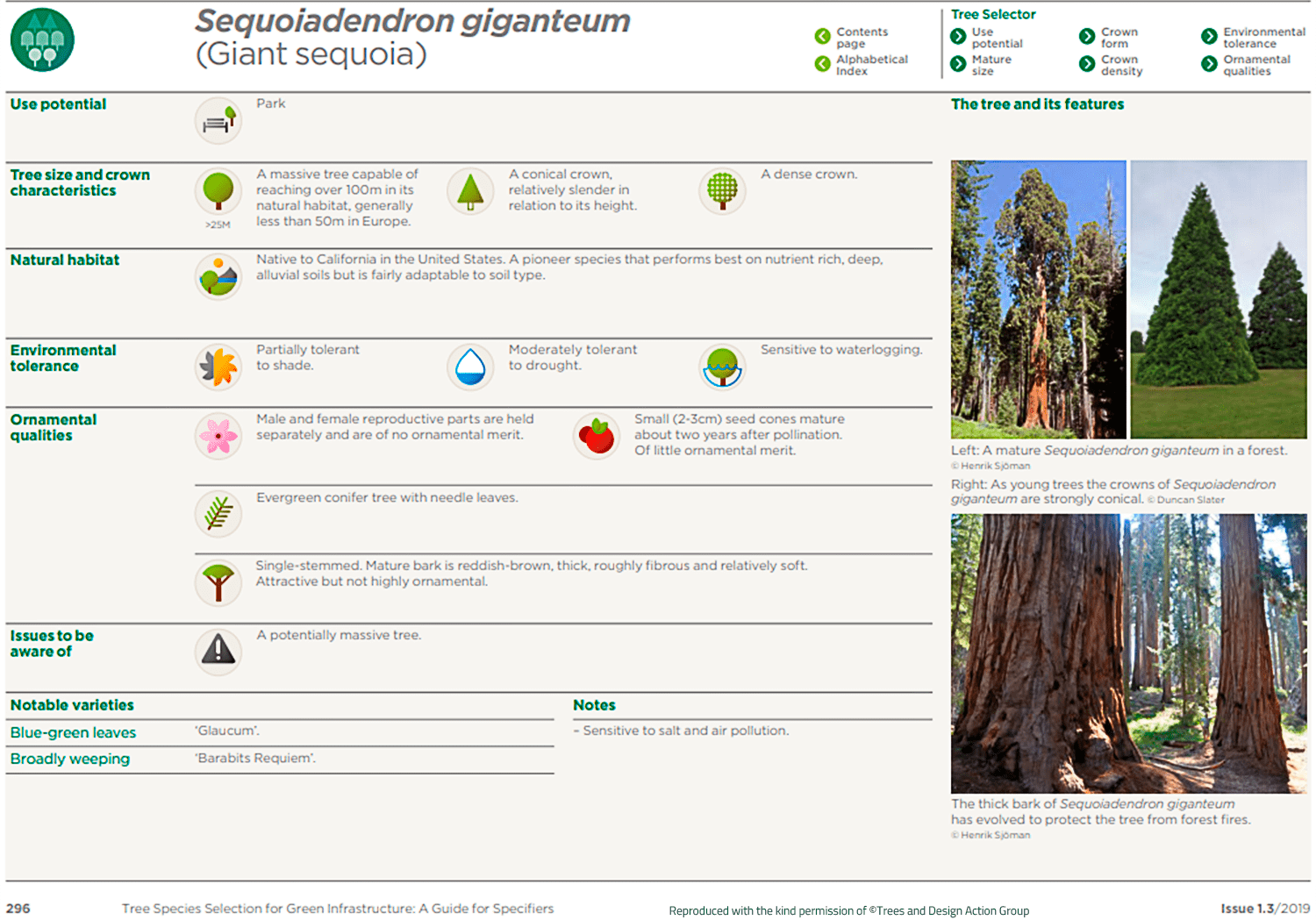 Giant sequoia (Sequoiadendron giganteum)