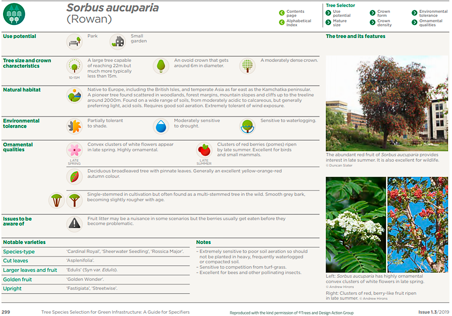 Rowan (Sorbus aucuparia)