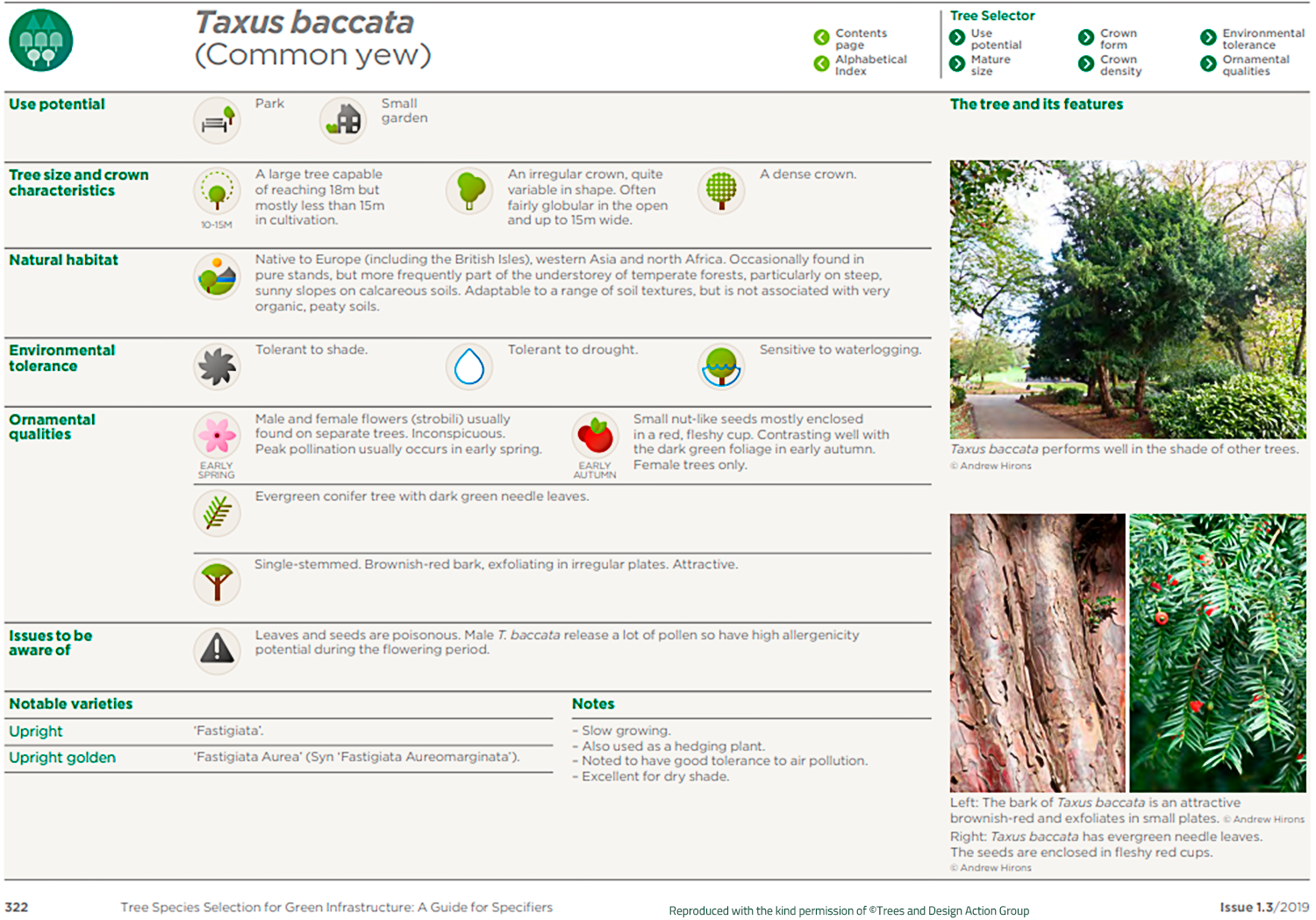 Common yew (Taxus baccata)