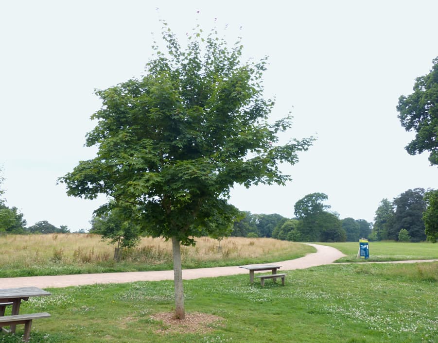 Acer cappadocicum (Cappadocian maple)