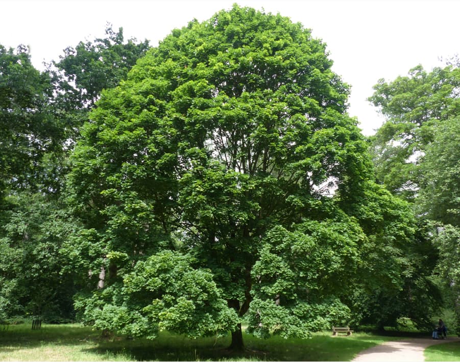 Acer platanoides (Norway maple)