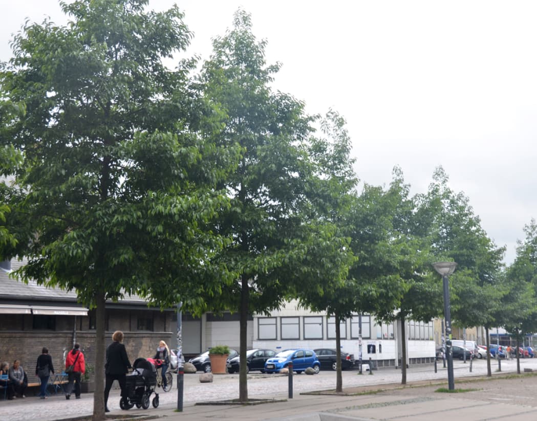 Alnus cordata (Italian alder)