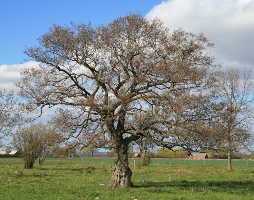 Alnus glutinosa (Common alder)