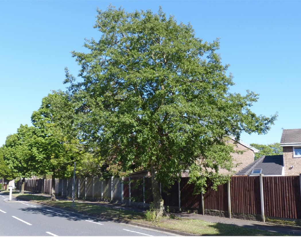 Alnus incana Aurea (Grey alder)