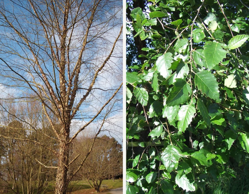 Betula nigra (River birch)