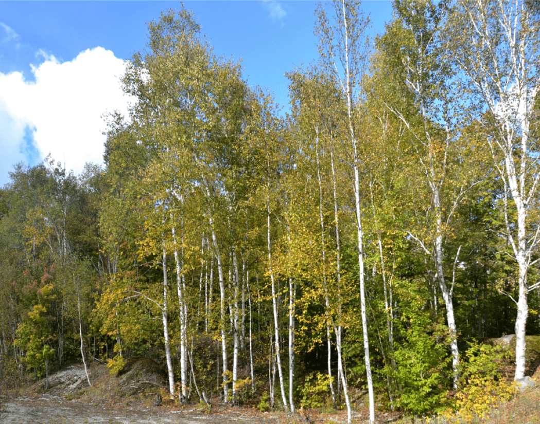 Betula papyrifera (Paper birch)