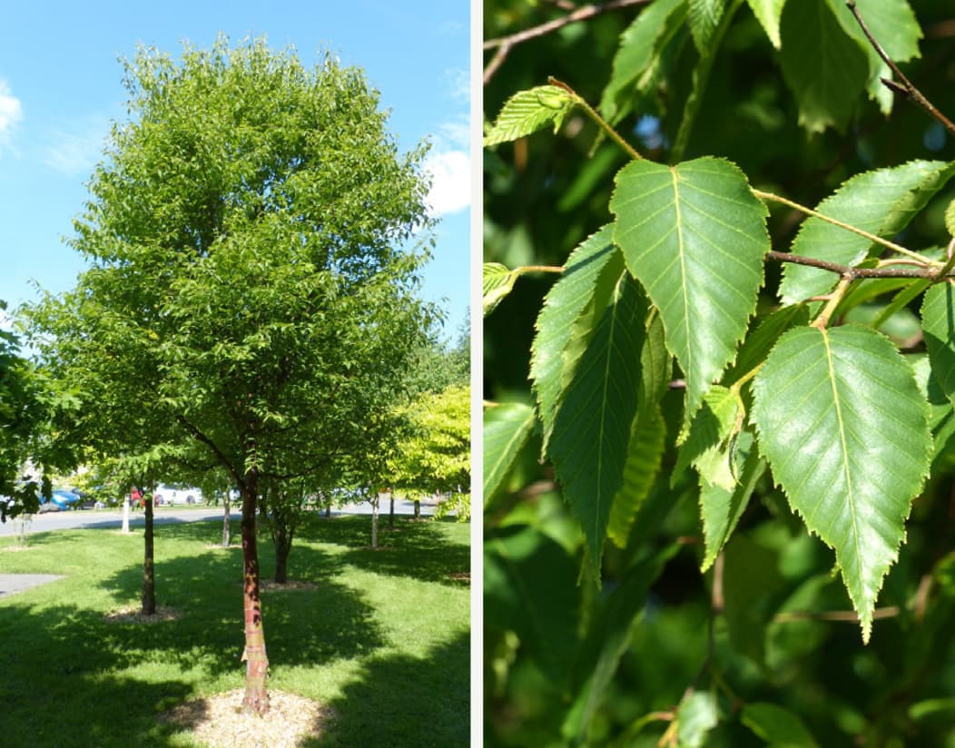 Betula utilis subsp. albosinensis (Chinese red-bark birch)