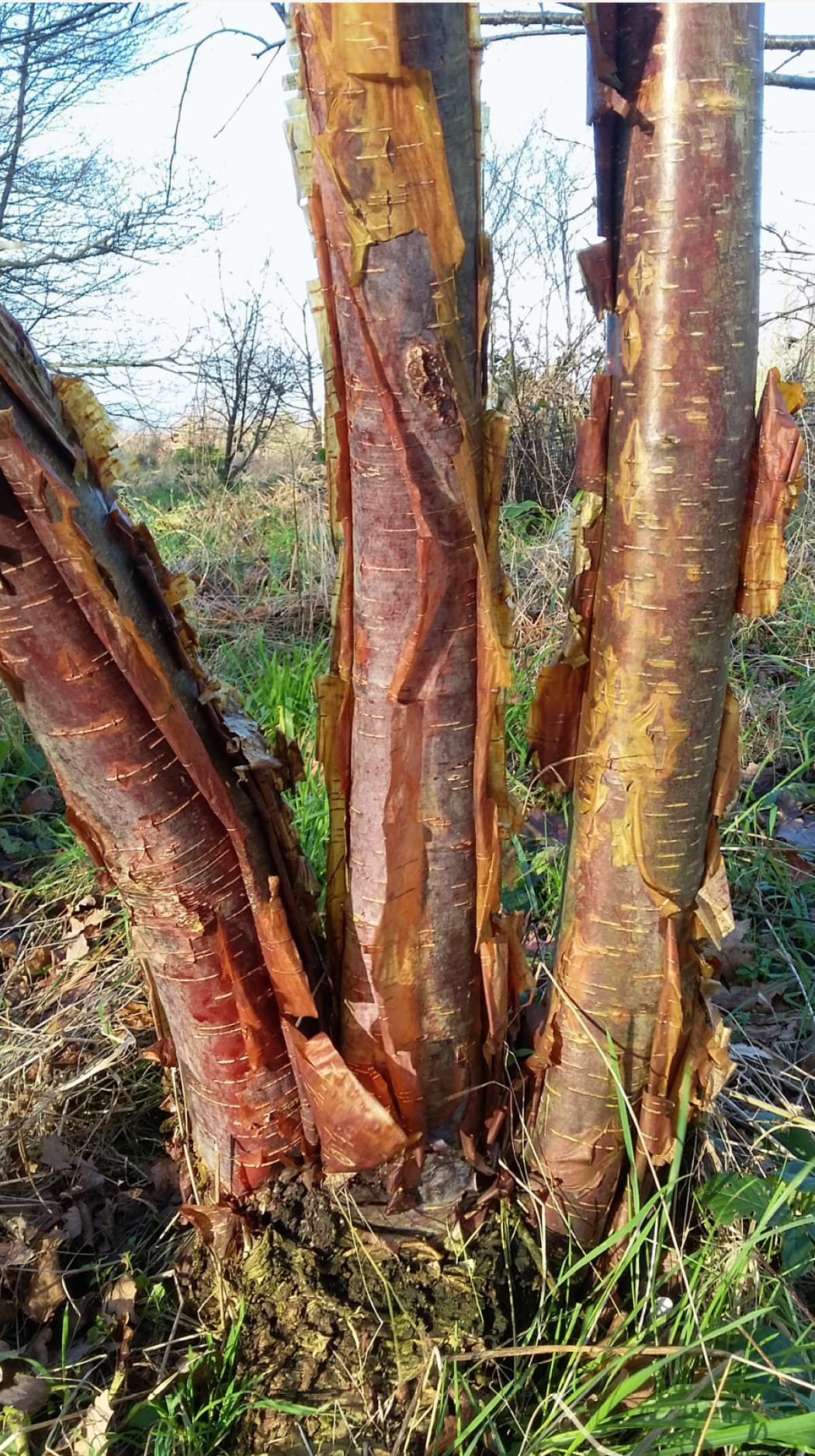 Betula utilis subsp. utilis (Himalayan birch)