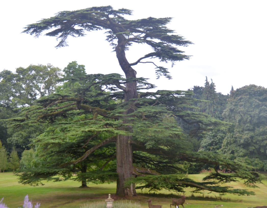 Cedrus libani (Cedar of Lebanon)