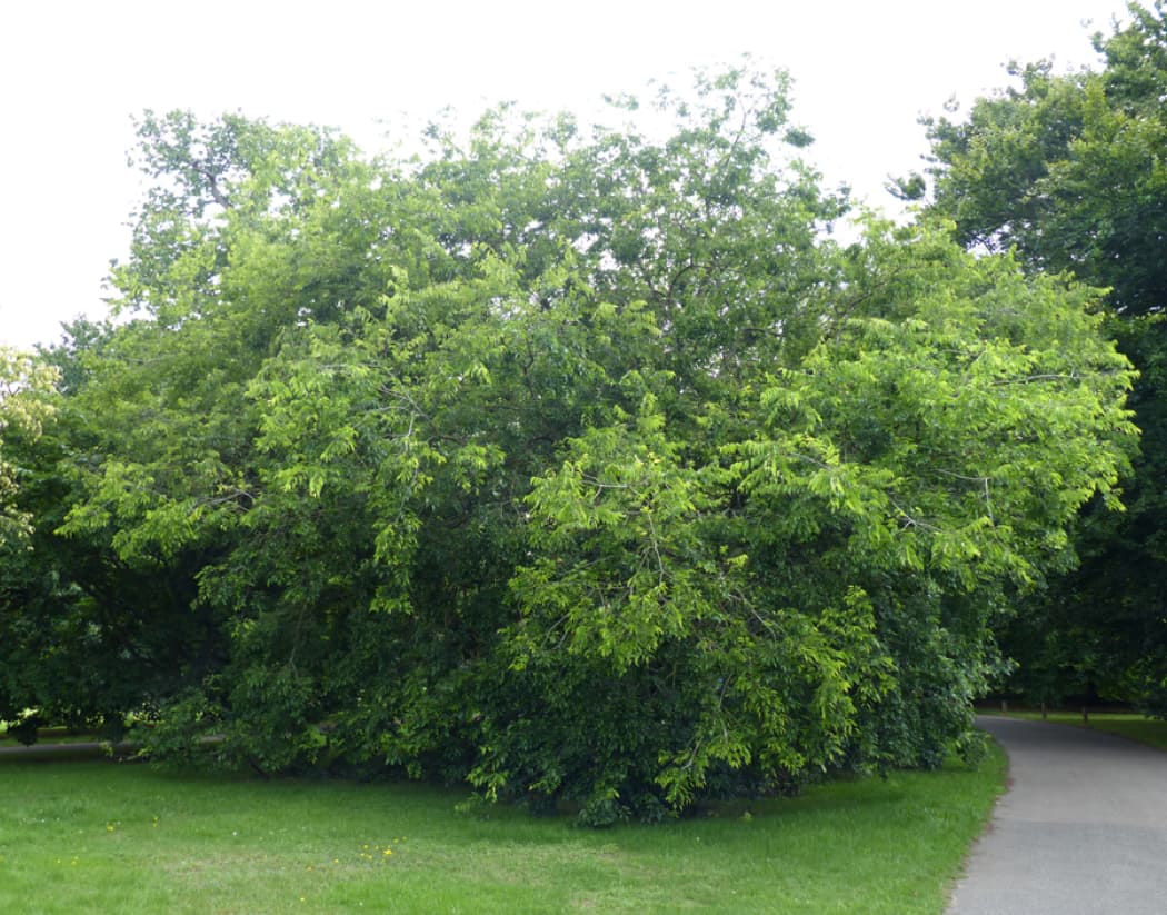 Celtis occidentalis (Hackberry)