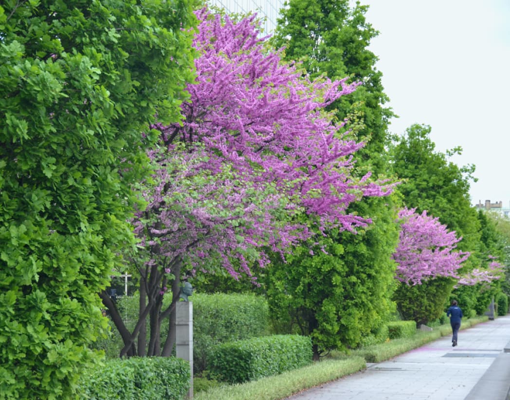 Cercis siliquastrum (Judas tree)