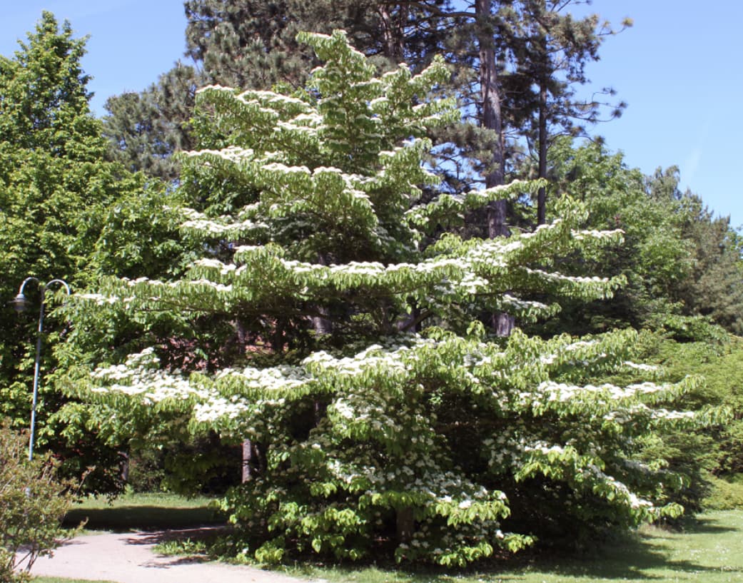 Cornus controversa (Wedding cake tree)