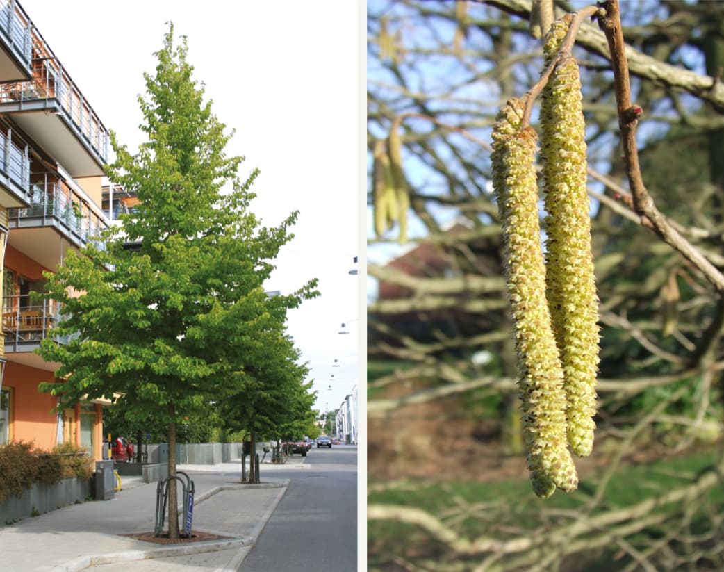 Corylus colurna (Turkish hazel)