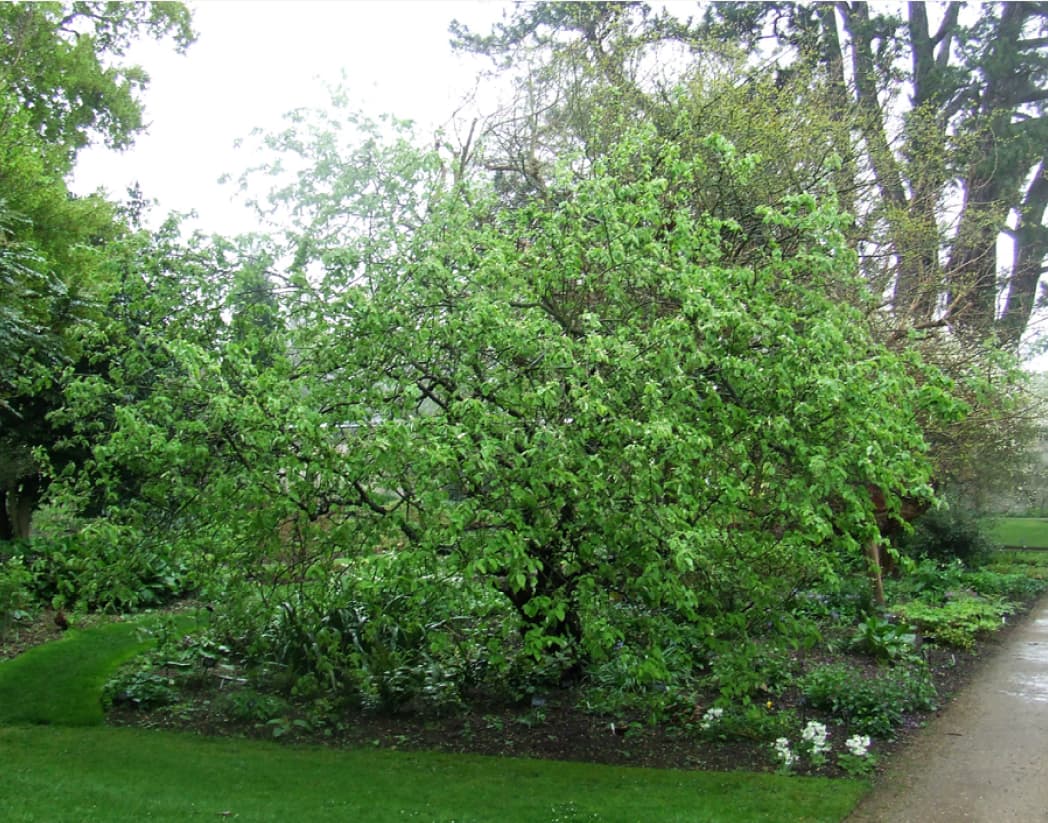 Cydonia oblonga (Quince)