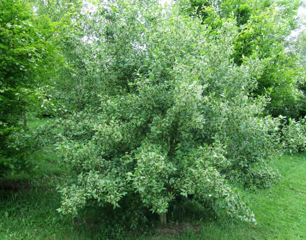 Euonymus europaeus (Spindle tree)