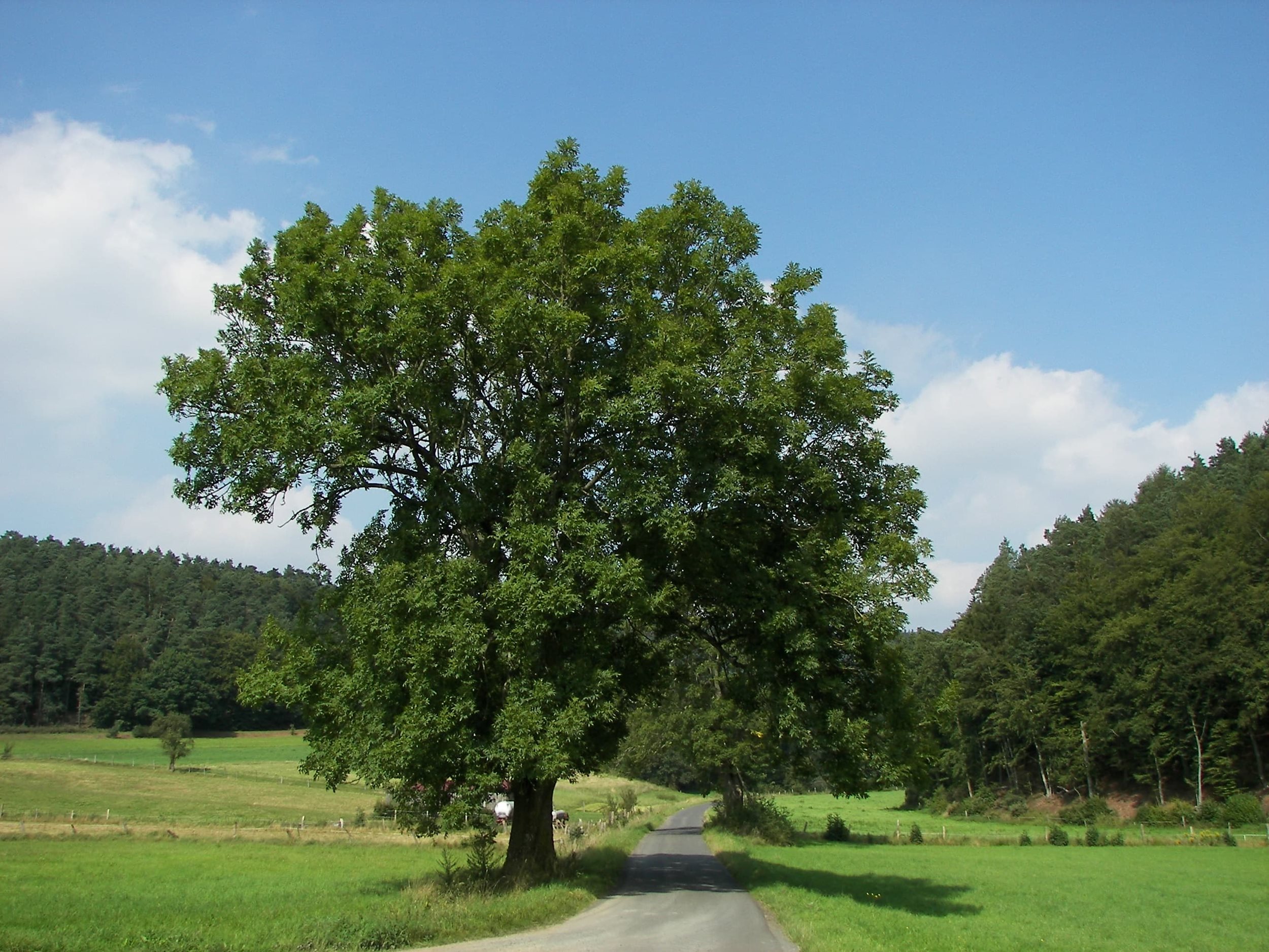 Fraxinus excelsior (Ash)