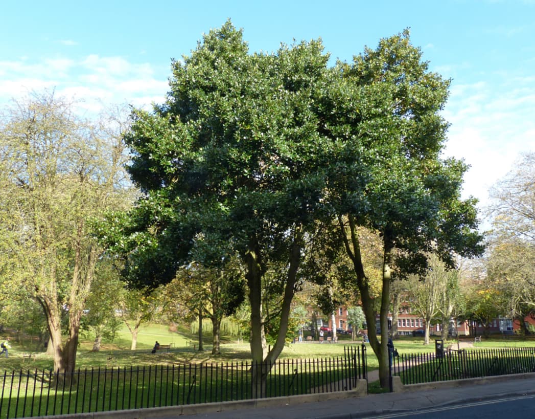 Ilex aquifolium (Holly)