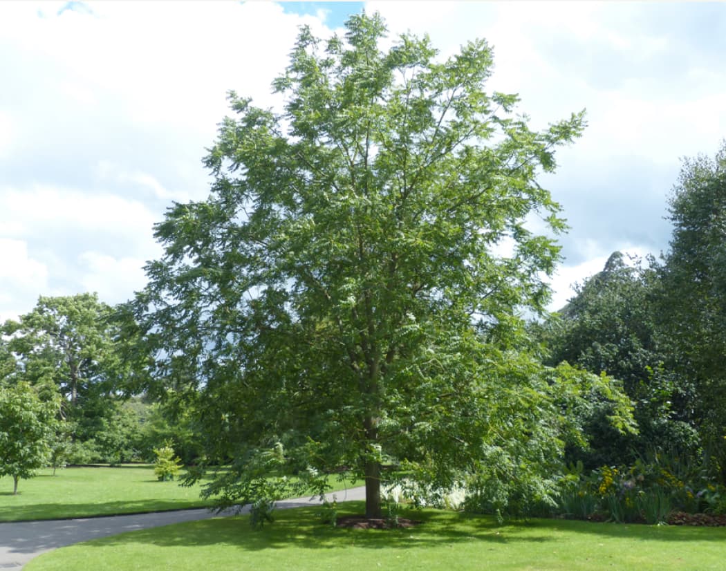 Fraxinus excelsior (Black walnut)