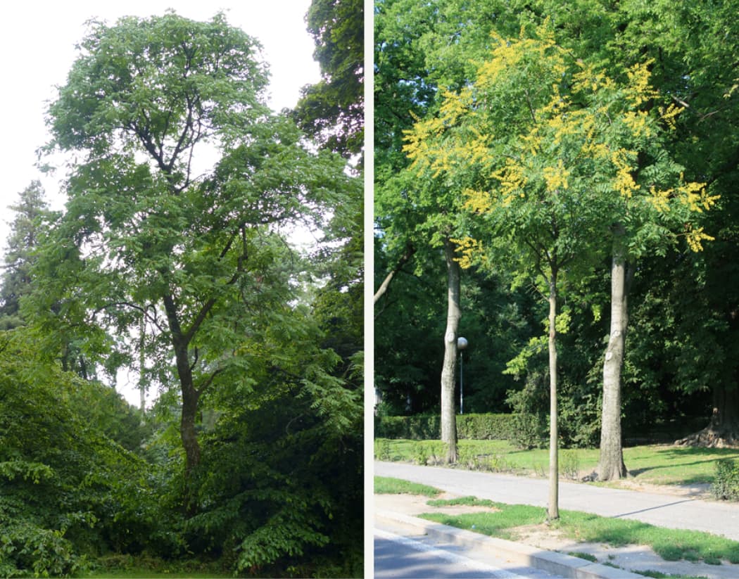 Koelreuteria paniculata (Golden rain tree)