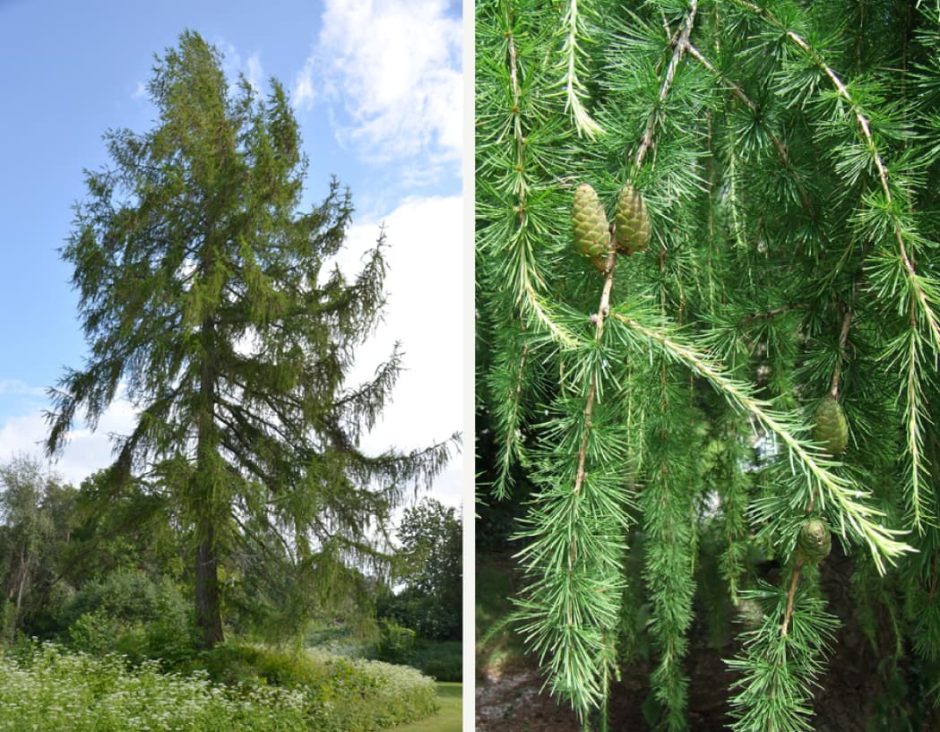 Larix decidua (Larch)