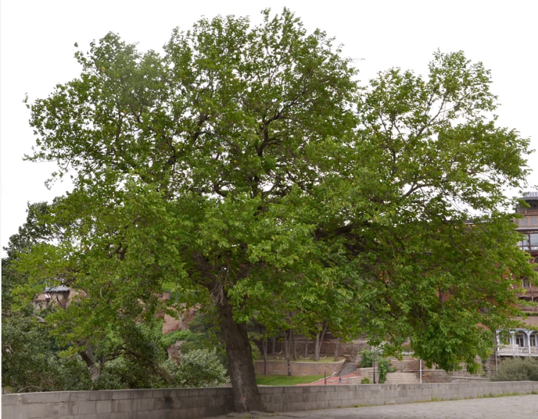 Morus nigra (Black mulberry)