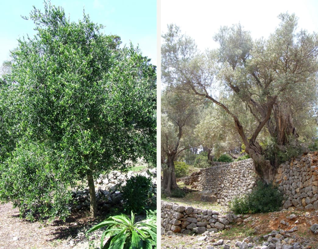 Olea europaea (Olive)