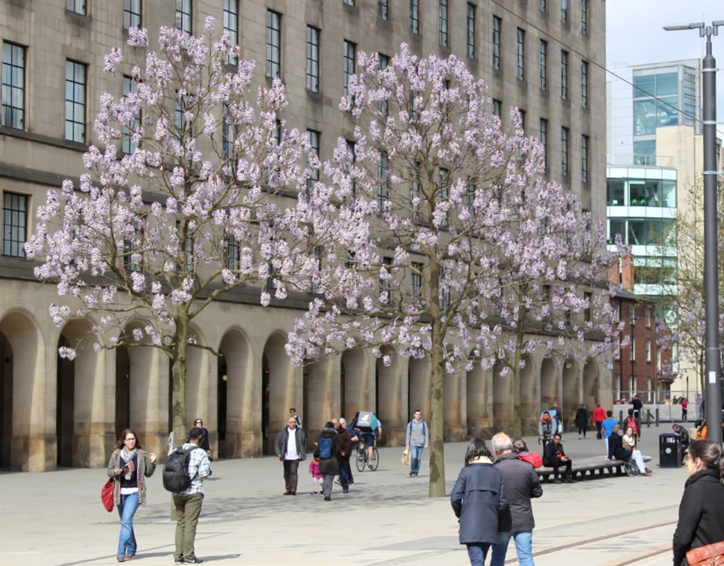 Paulownia tomentosa (Foxglove tree)