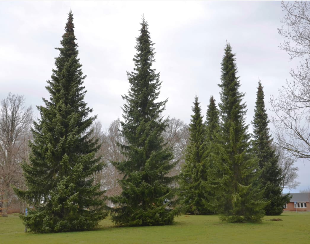 Picea omorika (Serbian spruce)