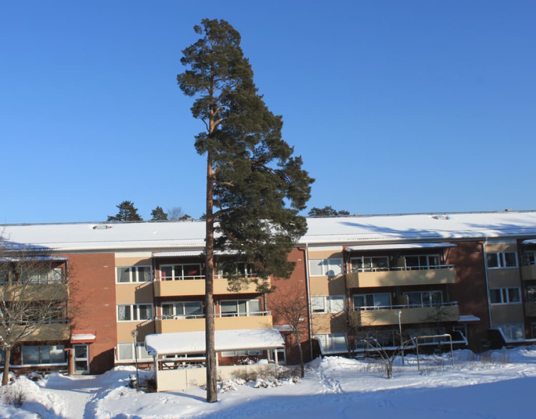 Pinus sylvestris (Scots pine)