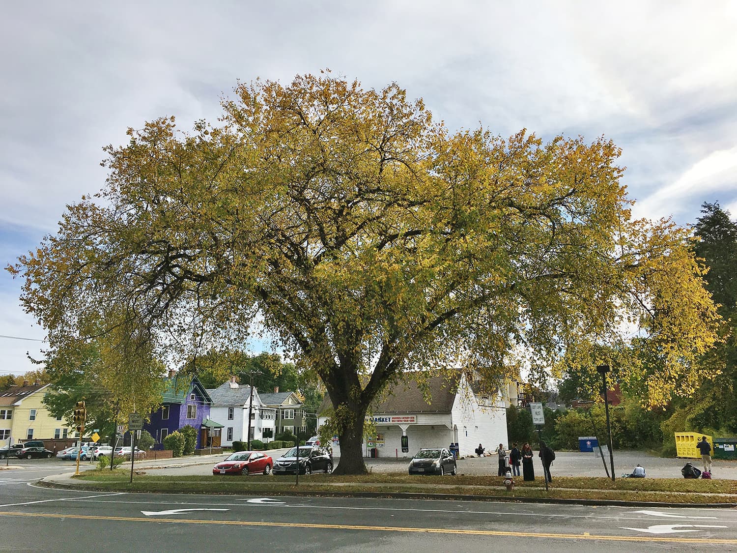 Ulmus americana Princeton (Princeton elm)