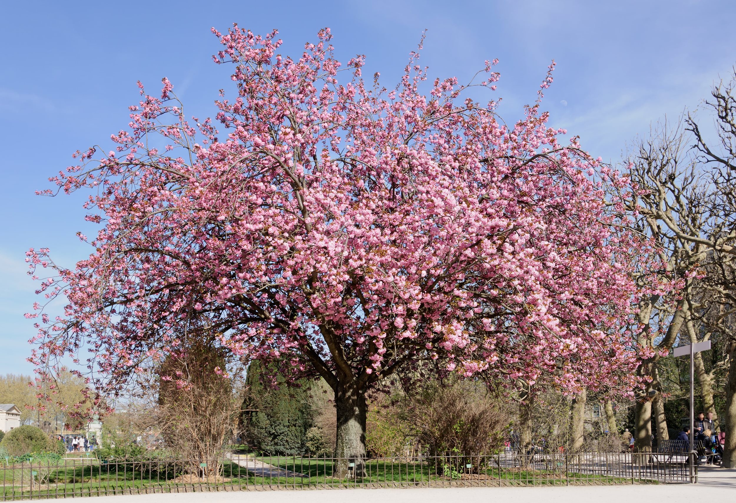 Prunus Kanzan (Kanzan cherry)