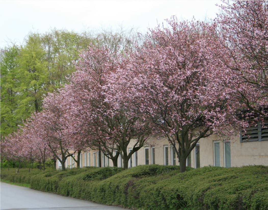 Prunus cerasifera Nigra (Purple-leafed plum)