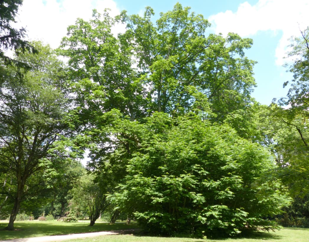 Pterocarya fraxinifolia (Caucasian wing nut)