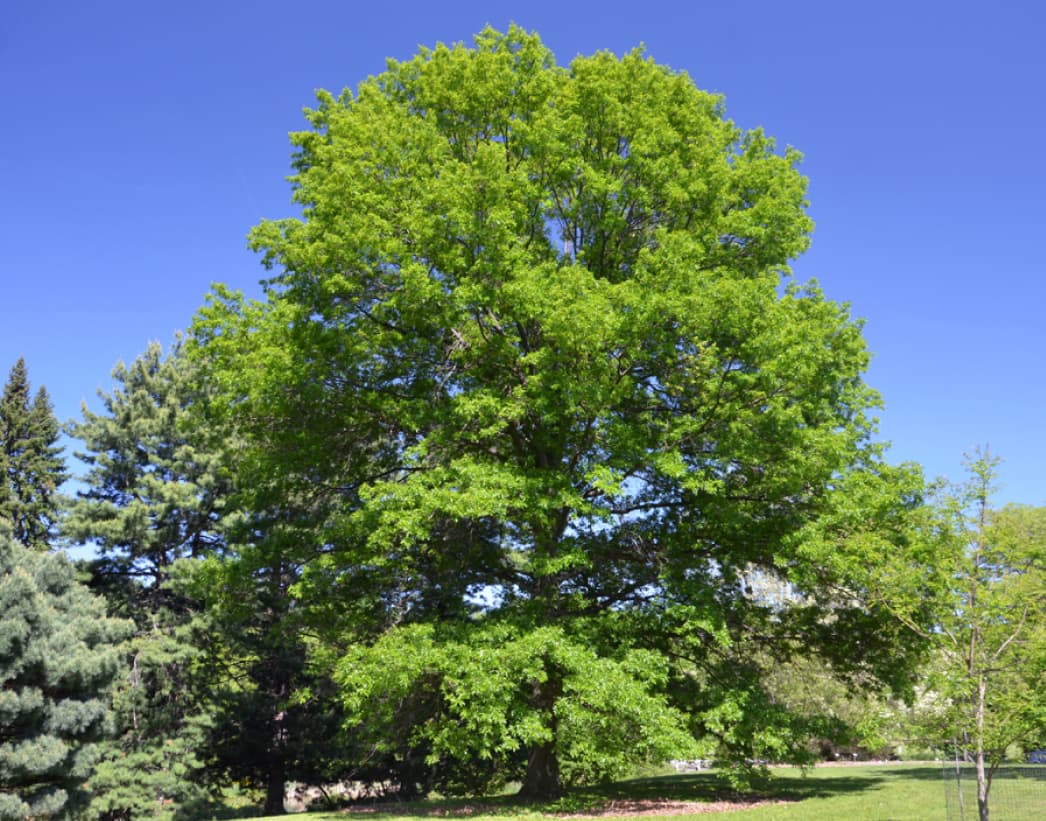 Quercus coccinea (Scarlet oak)