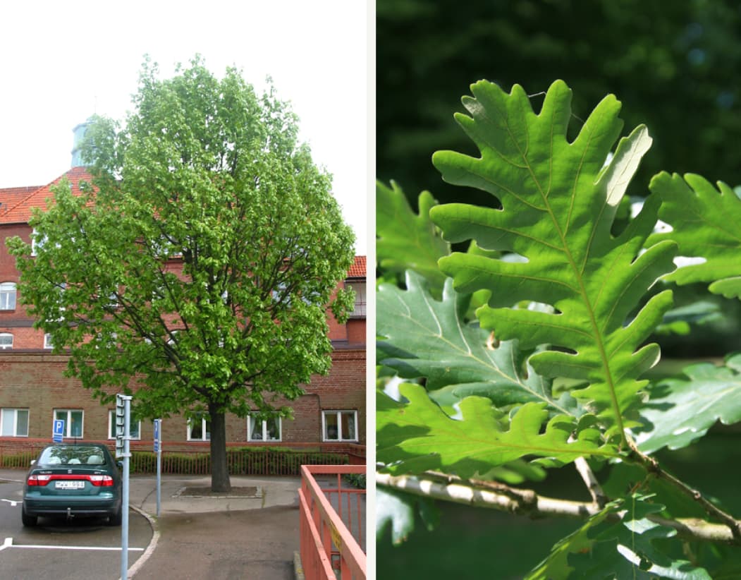 Quercus frainetto (Hungarian oak)