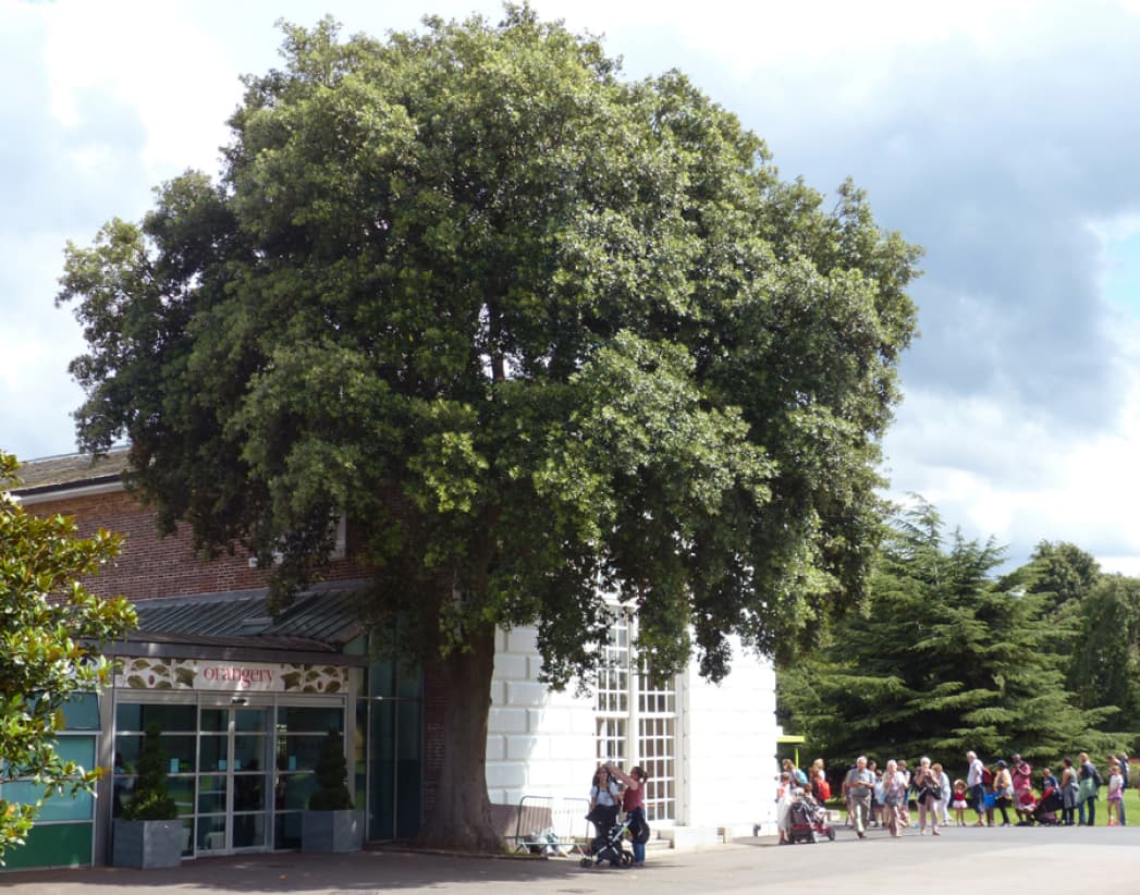 Quercus ilex (Holm oak)