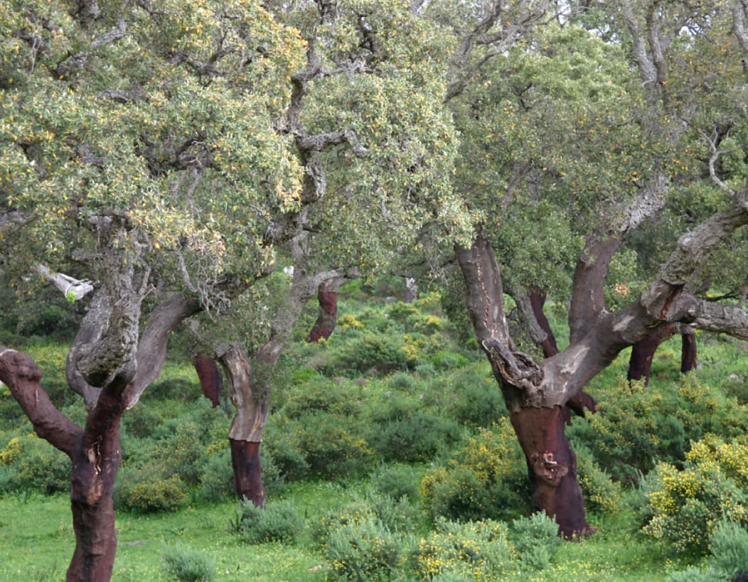 Quercus suber (Cork oak)
