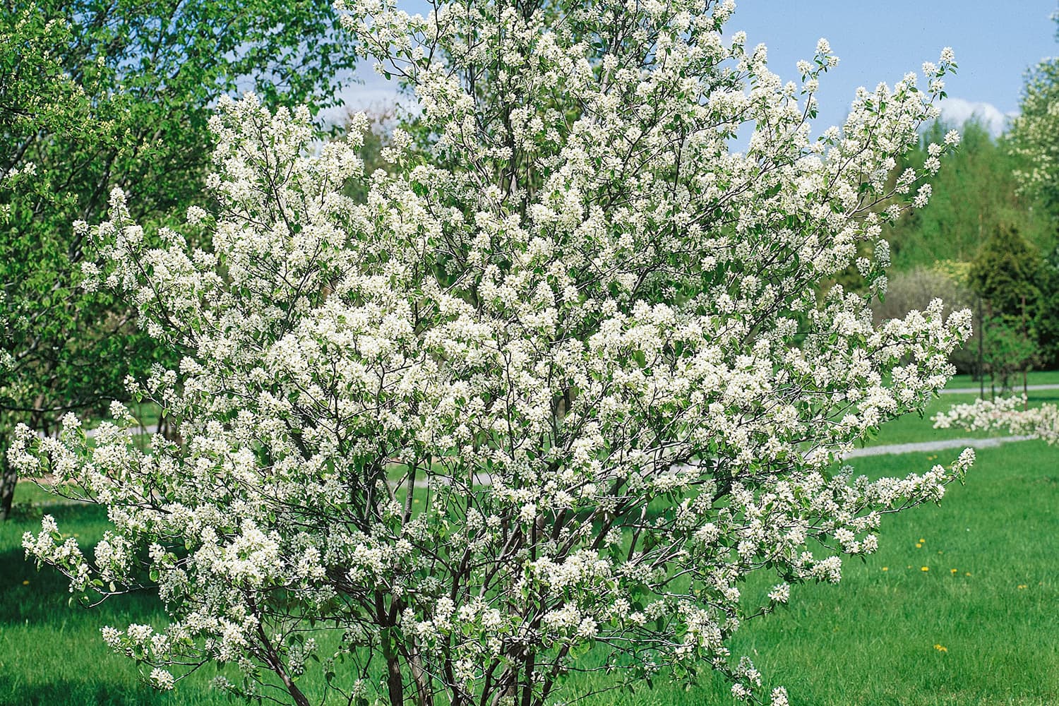 Amelanchier laevis (Snowy mespil)