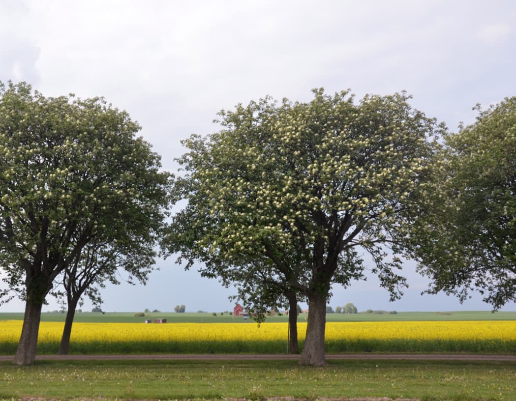 Sorbus intermedia (Swedish whitebeam)