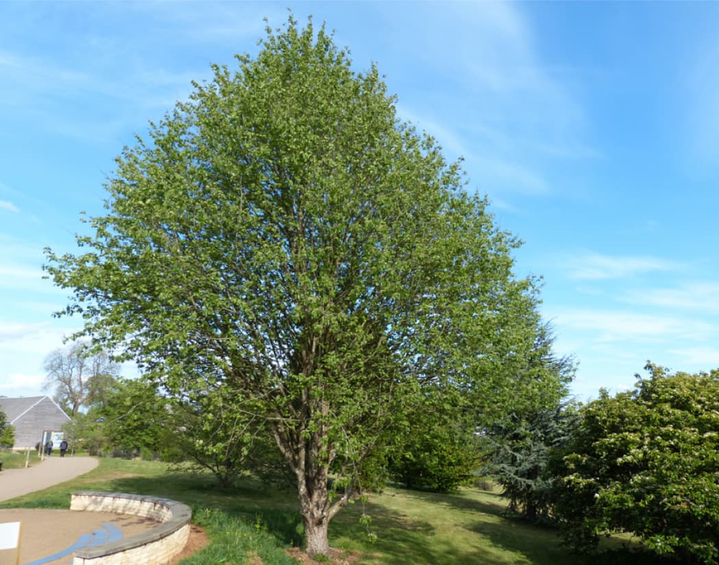 Sorbus torminalis (Wild service tree)