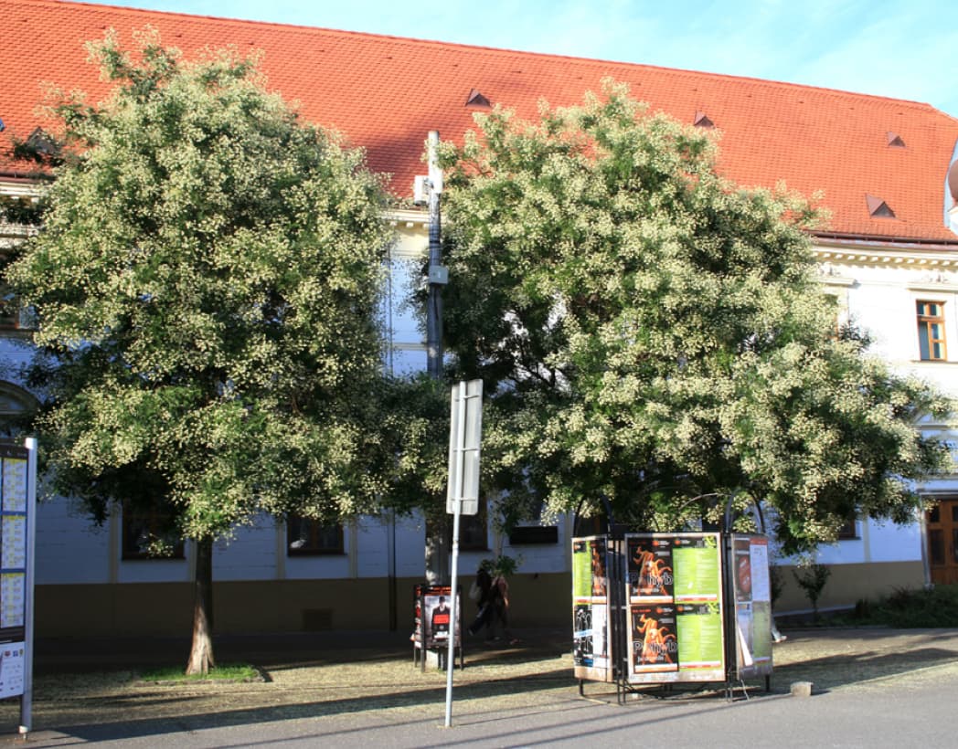 Styphnolobium japonicum (Pagoda tree)