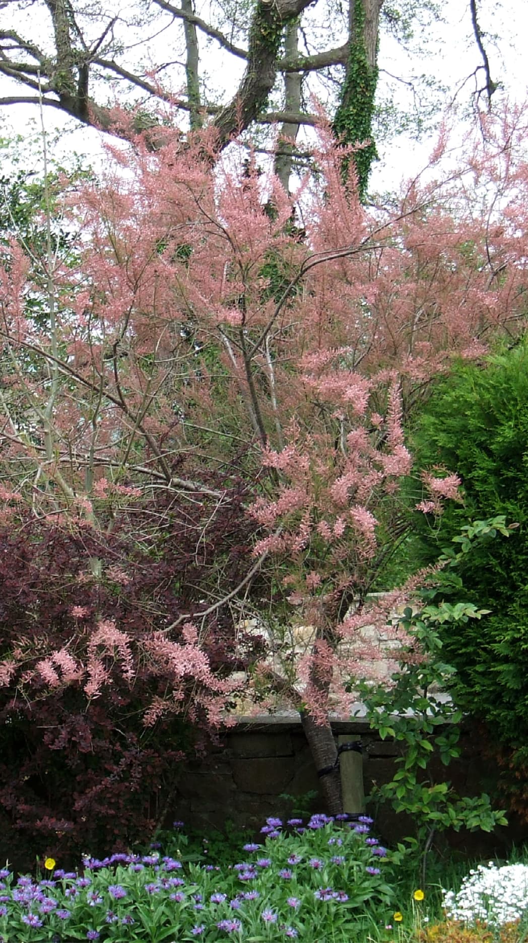 Tamarix gallica (French tamarisk)