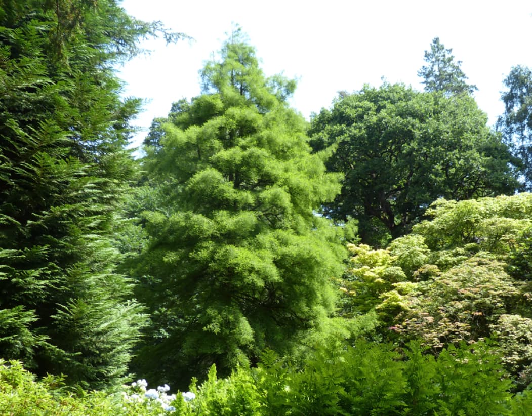 Taxodium distichum (Swamp cypress)